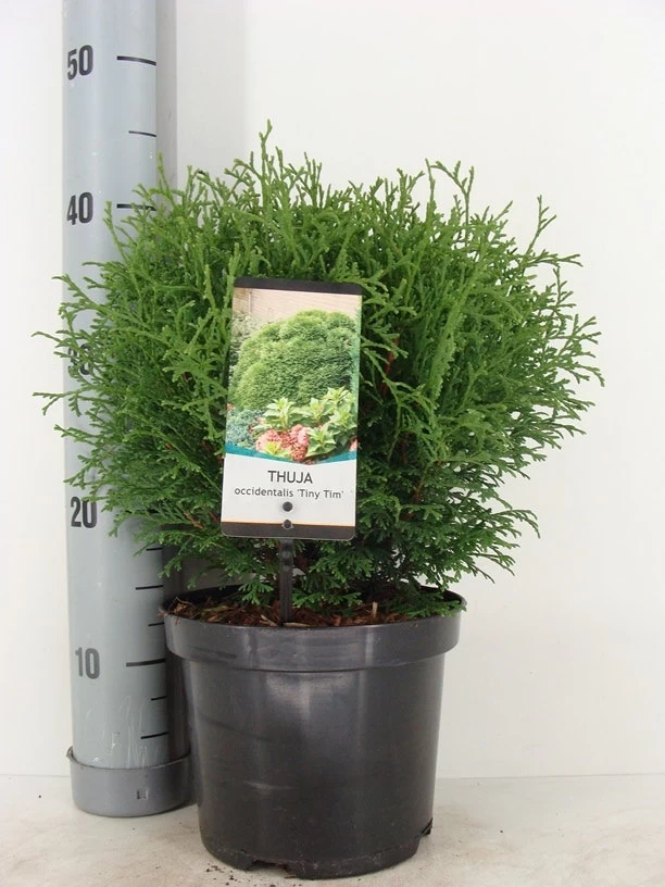 Thuja (Thuja Occidentalis 'Tiny Tim') - Afbeelding 5