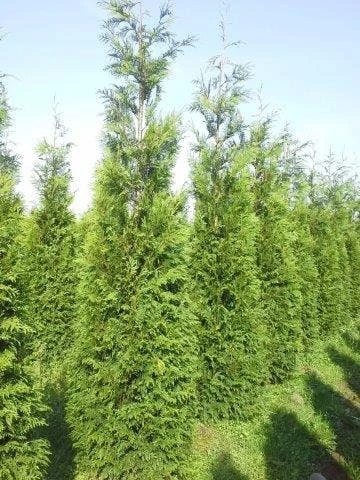 Levensboom (Thuja Plicata 'Atrovirens') - Afbeelding 7