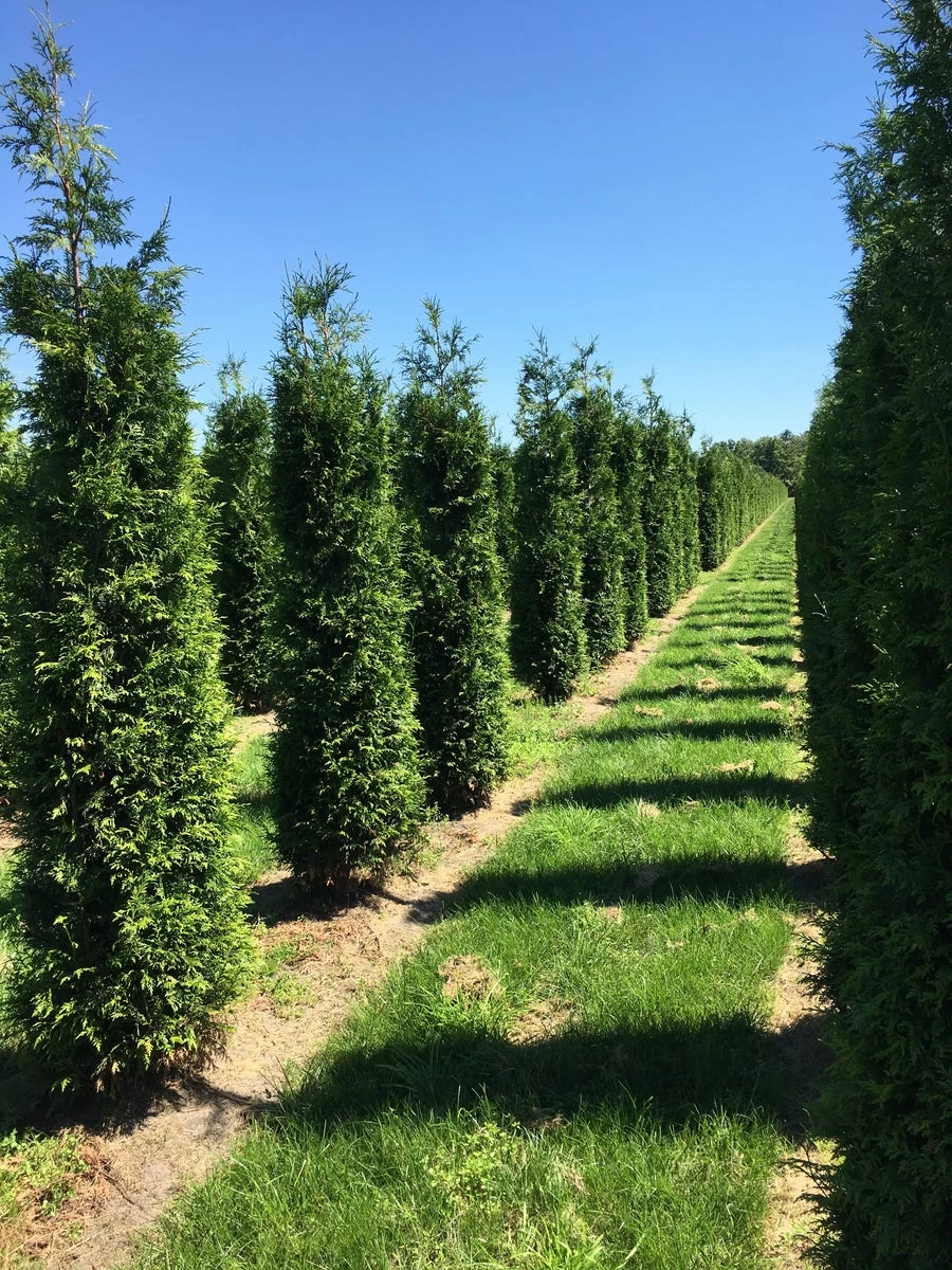 Grote Haagconifeer (Thuja Plicata 'Excelsa') - Afbeelding 12