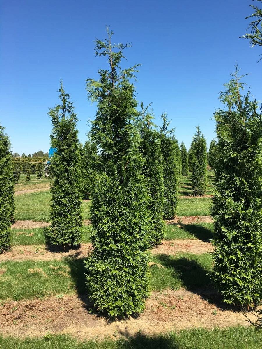 Grote Haagconifeer (Thuja Plicata 'Excelsa') - Afbeelding 2