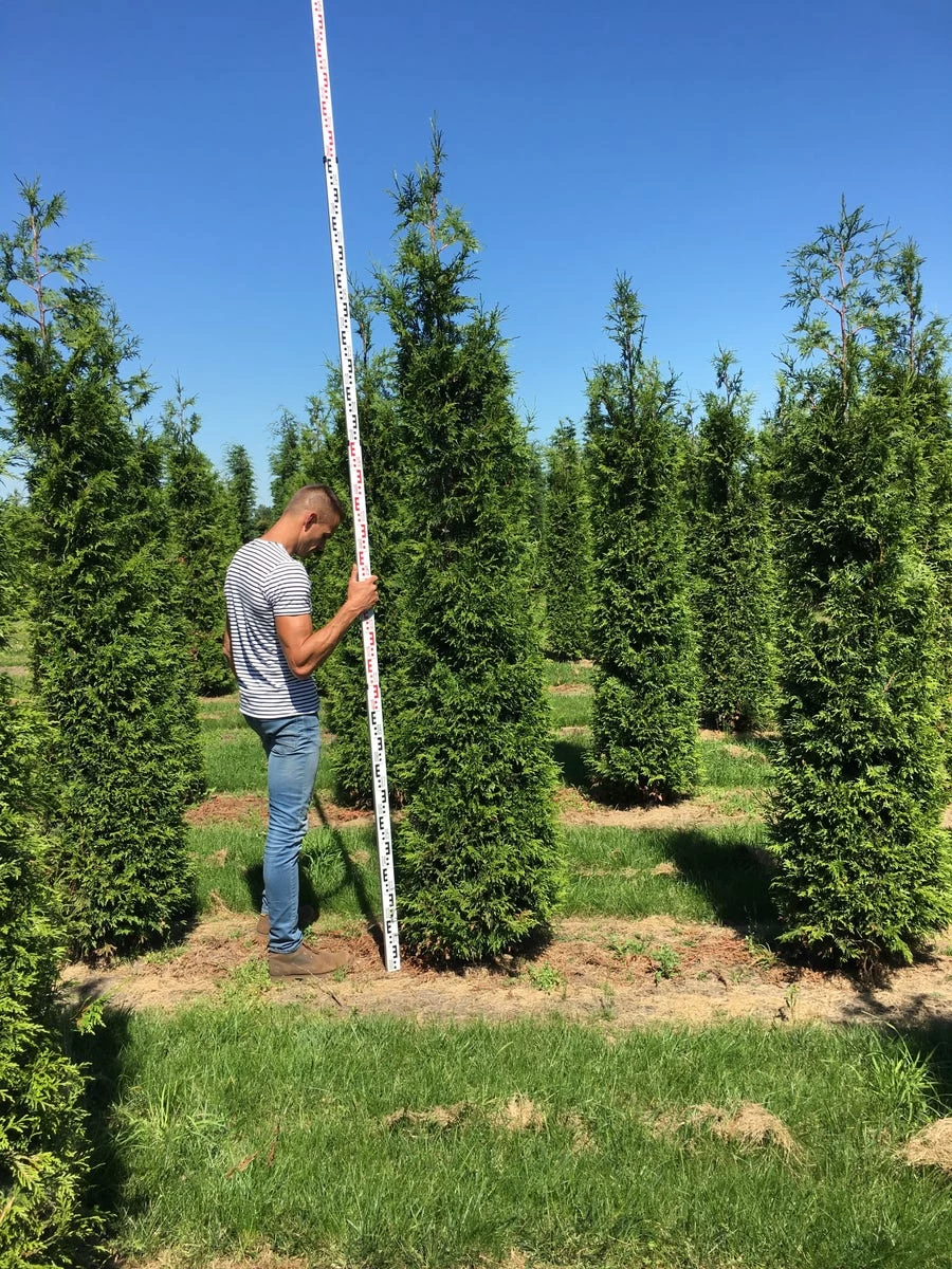Grote Haagconifeer (Thuja Plicata 'Excelsa') - Afbeelding 4
