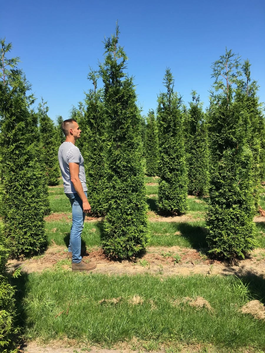 Grote Haagconifeer (Thuja Plicata 'Excelsa') - Afbeelding 3