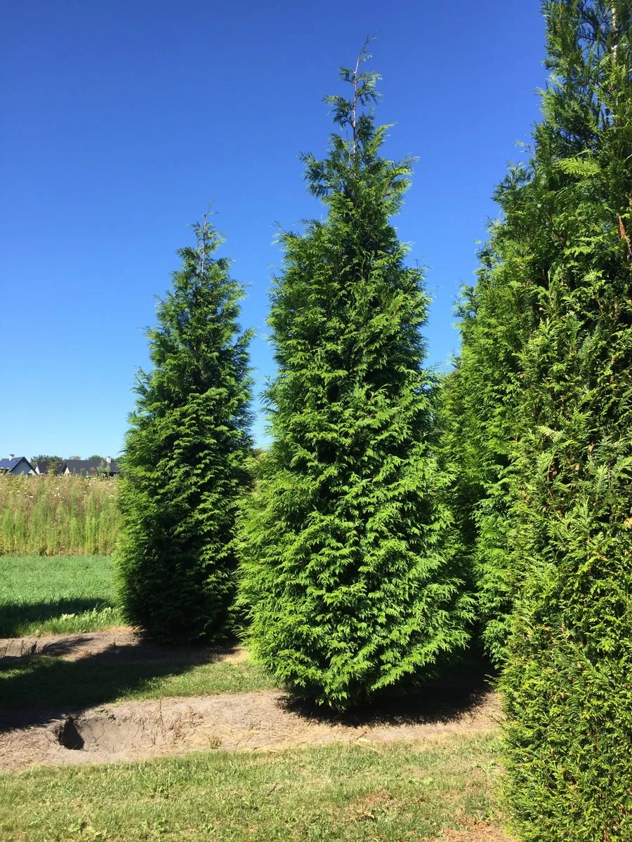 Grote Haagconifeer (Thuja Plicata 'Excelsa') - Afbeelding 6