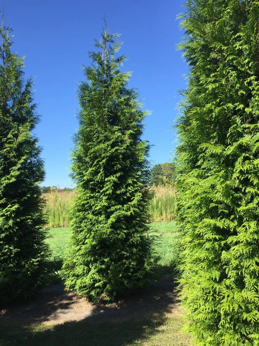 Grote Haagconifeer (Thuja Plicata 'Excelsa') - Afbeelding 5