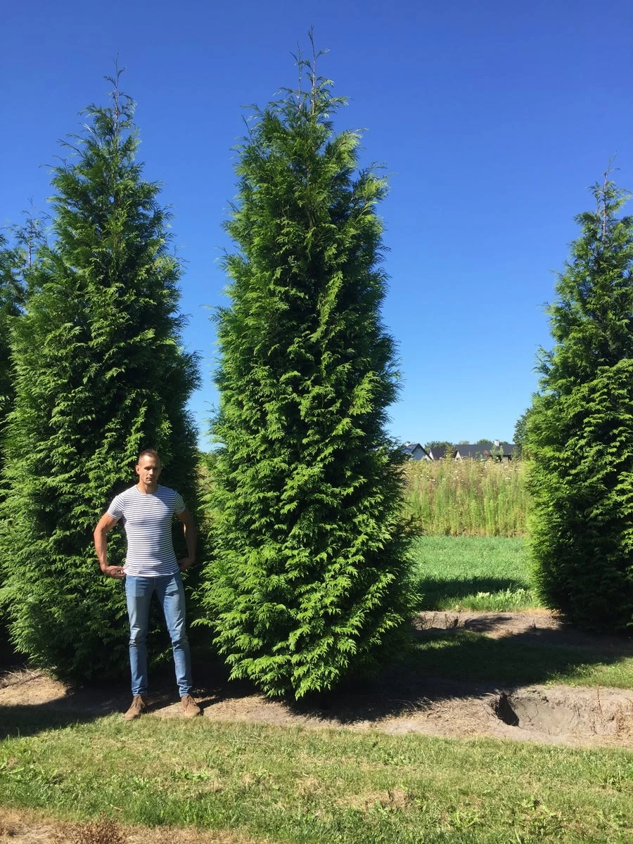 Grote Haagconifeer (Thuja Plicata 'Excelsa') - Afbeelding 7