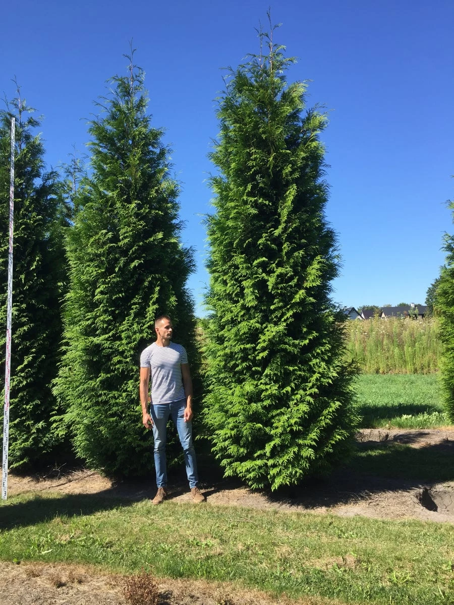 Grote Haagconifeer (Thuja Plicata 'Excelsa') - Afbeelding 9