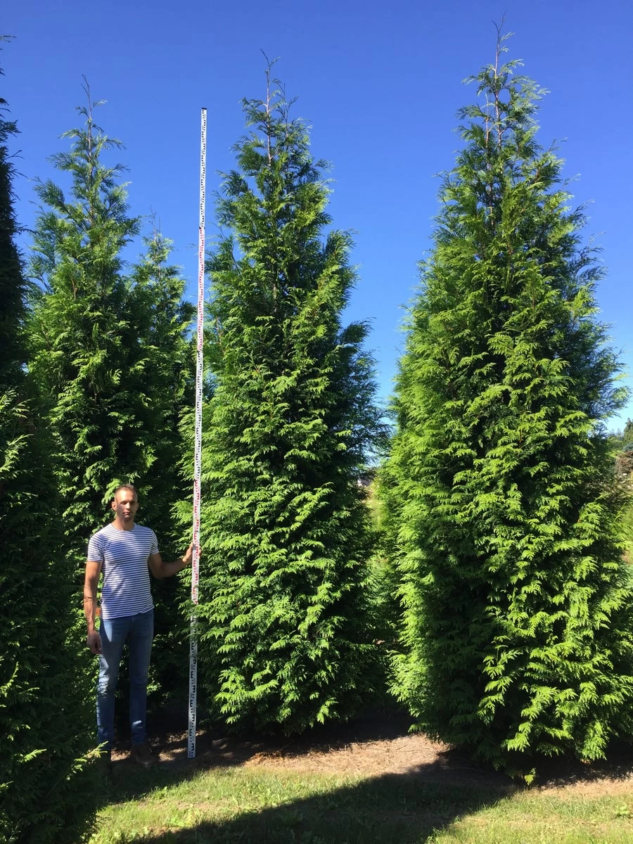 Grote Haagconifeer (Thuja Plicata 'Excelsa') - Afbeelding 8