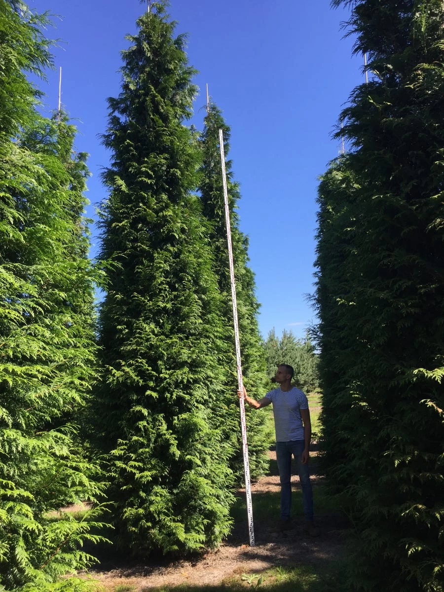 Grote Haagconifeer (Thuja Plicata 'Excelsa') - Afbeelding 10