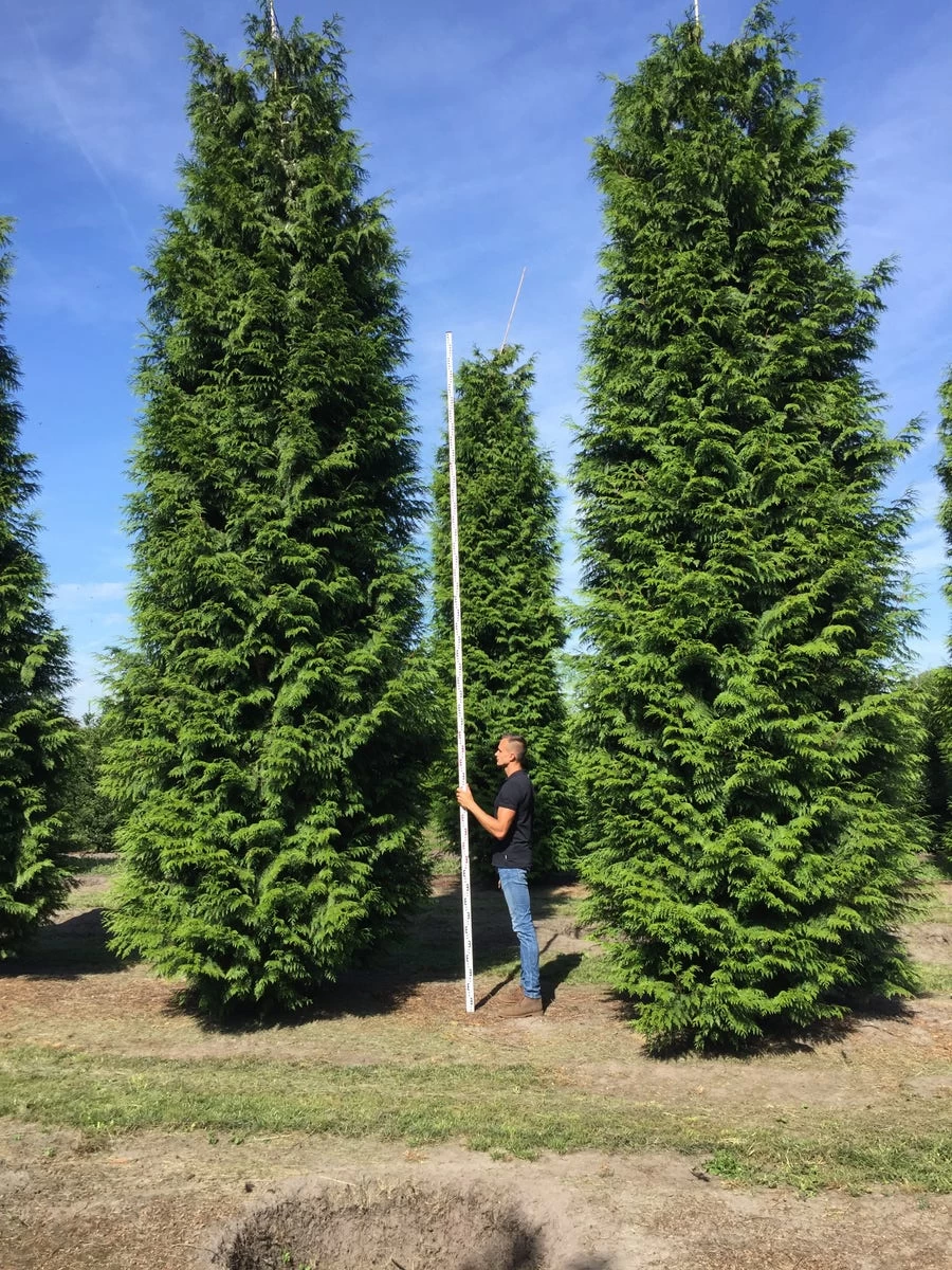 Grote Haagconifeer (Thuja Plicata 'Excelsa') - Afbeelding 11