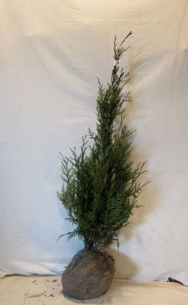 Levensboom (Thuja Plicata 'Atrovirens') - Afbeelding 10