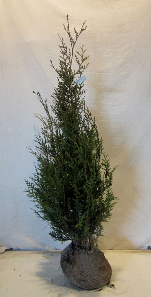 Levensboom (Thuja Plicata 'Atrovirens') - Afbeelding 11