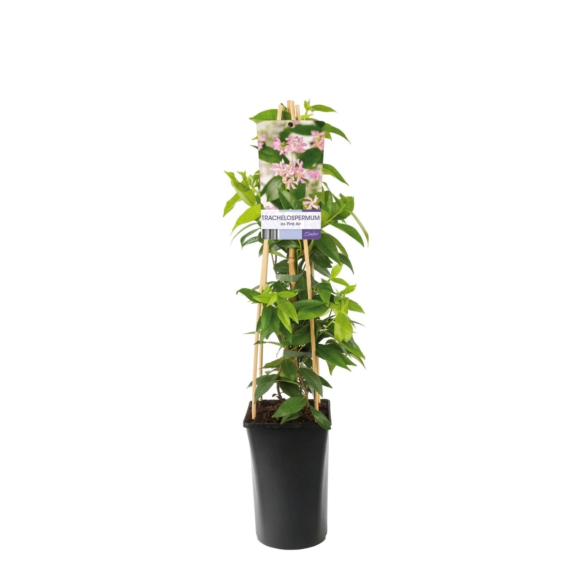 Roze Toscaanse Jasmijn (Trachelospermum 'Pink Air') - Afbeelding 2