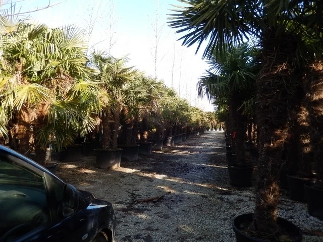 Winterharde Palm Meerstammig (Trachycarpus Fortunei) - Afbeelding 2
