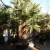 Winterharde Palm Meerstammig (Trachycarpus Fortunei)