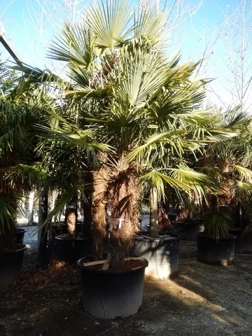 Winterharde Palm Meerstammig (Trachycarpus Fortunei)