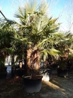 Winterharde Palm Meerstammig (Trachycarpus Fortunei)