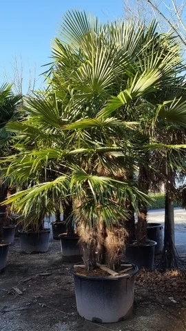 Winterharde Palm Meerstammig (Trachycarpus Fortunei) - Afbeelding 7