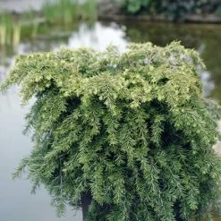 Tsuga (Tsuga Canadensis 'Jeddeloh')