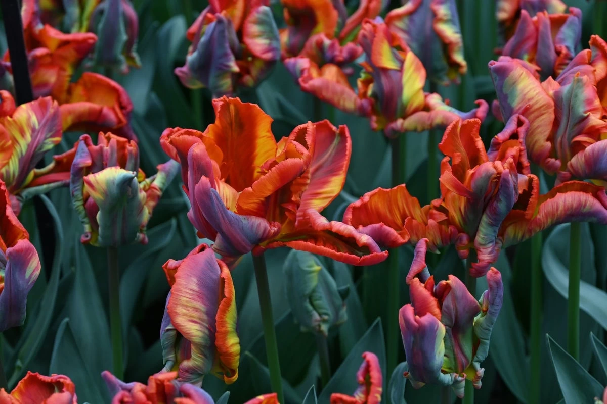 Tulp (Tulipa 'Rasta Parrot') - Afbeelding 2