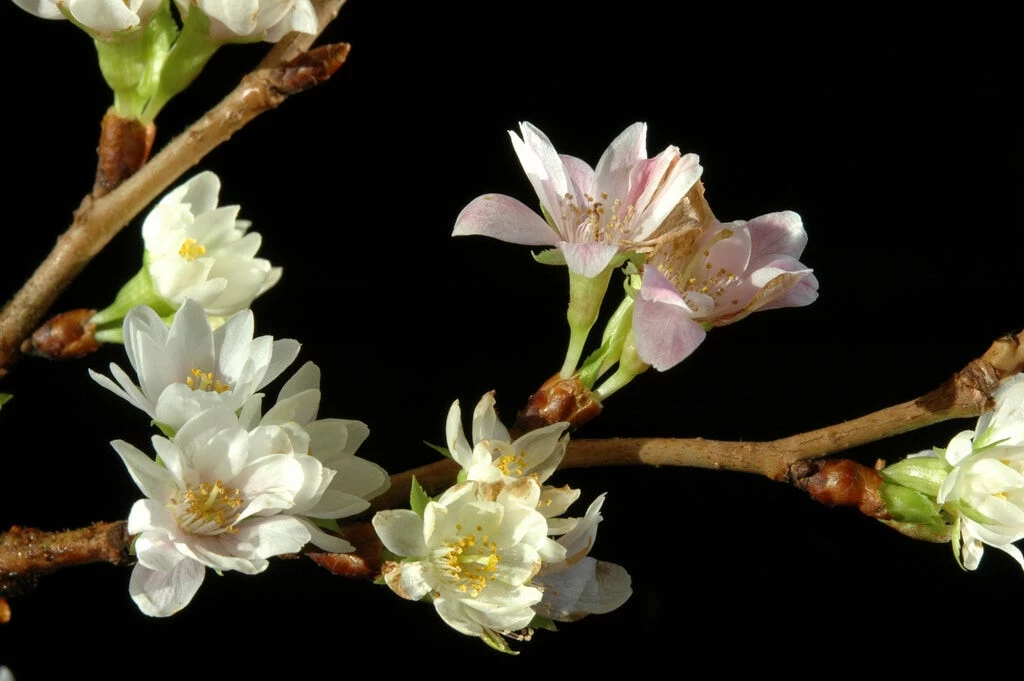 Japanse Sierkers (Prunus Subhirtella 'Autumnalis')