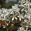 Krentenboom (Amelanchier Arborea 'Robin Hill')