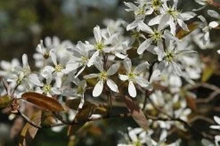 Krentenboom (Amelanchier Arborea 'Robin Hill')