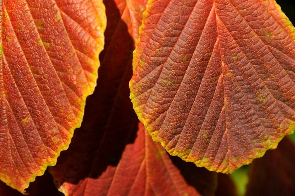 Toverhazelaar (Hamamelis Intermedia 'Diane') - Afbeelding 4