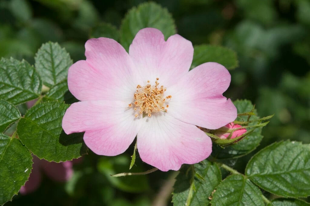 Ondoordringbare Haag, Hoog - Afbeelding 3