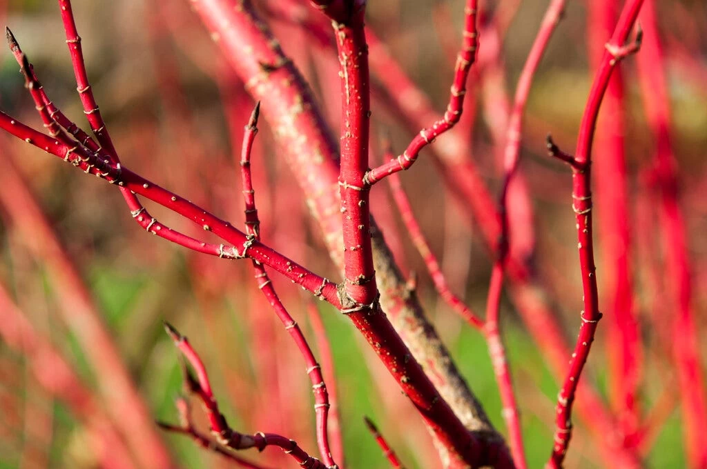 Bloeiende Haag, Hoog - Afbeelding 2