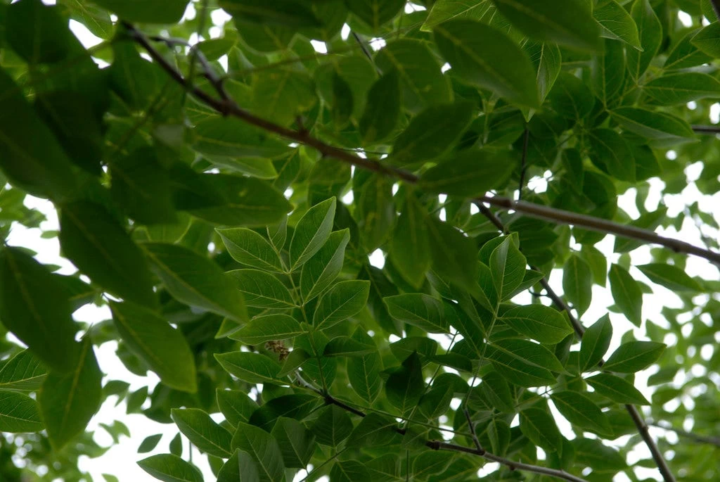 Maackia (Maackia Amurensis) - Afbeelding 2