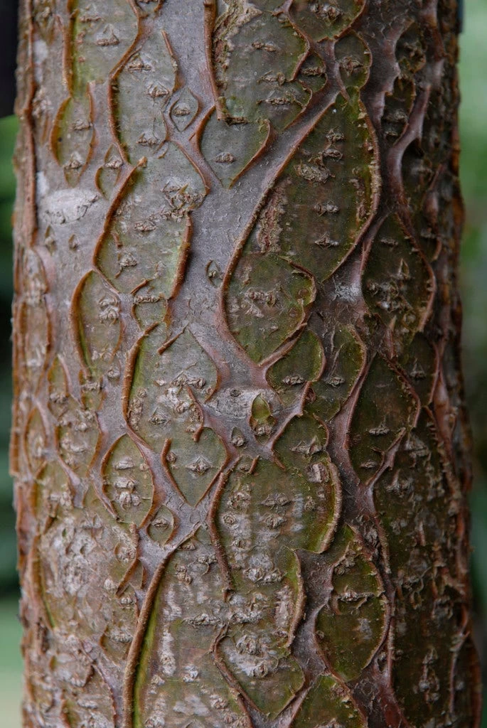 Maackia (Maackia Amurensis) - Afbeelding 3