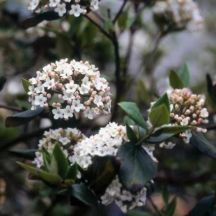 Sneeuwbal (Viburnum Burkwoodii) - Afbeelding 4