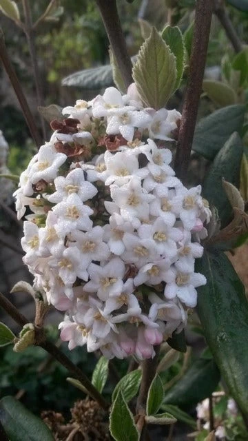Sneeuwbal (Viburnum Burkwoodii) - Afbeelding 10