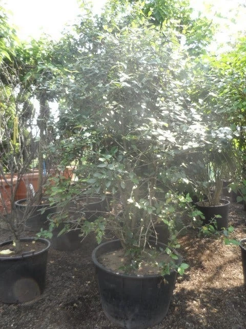 Sneeuwbal (Viburnum Burkwoodii) - Afbeelding 7