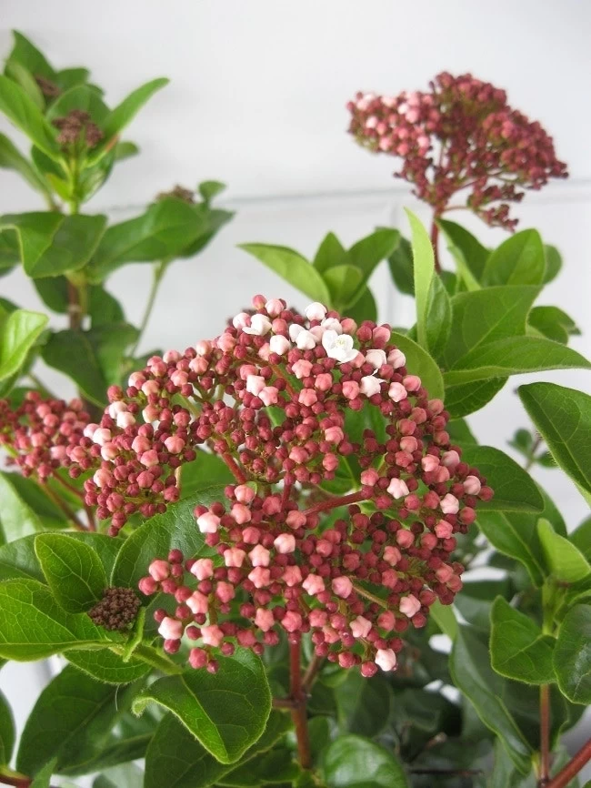 Sneeuwbal (Viburnum Tinus 'Lisa Rose') - Afbeelding 2