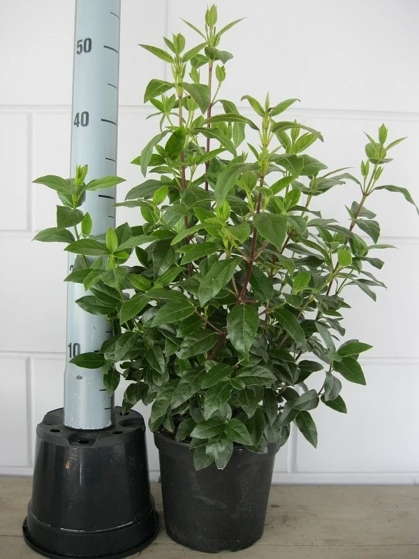 Sneeuwbal (Viburnum Tinus 'Lisa Rose') - Afbeelding 4