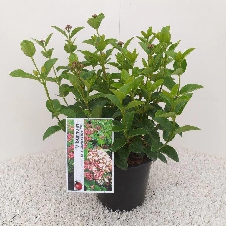 Sneeuwbal (Viburnum Tinus 'Lisa Rose') - Afbeelding 5