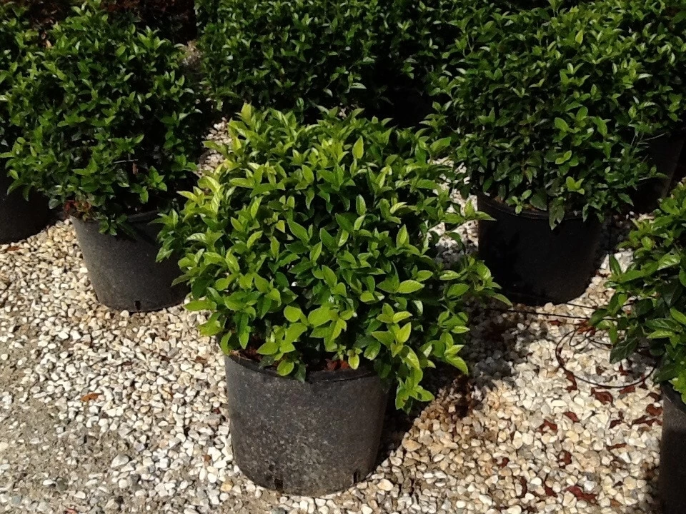 Sneeuwbal Als Bolvorm (Viburnum Tinus 'Spirit') - Afbeelding 2