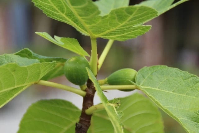 Vijg Als Solitair (Ficus Carica) - Afbeelding 7