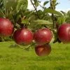 Appelboom (Malus Domestica 'Ingrid Marie')