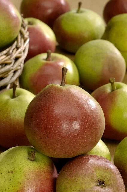 Perenboom (Pyrus Communis 'Zoete Brederode') - Afbeelding 2