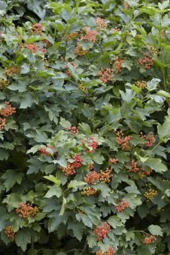 Vogelvriendelijke Haag