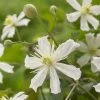 Bosrank (Clematis 'Paul Farges')