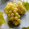 Witte Druif (Vitis Vinifera 'Italia')
