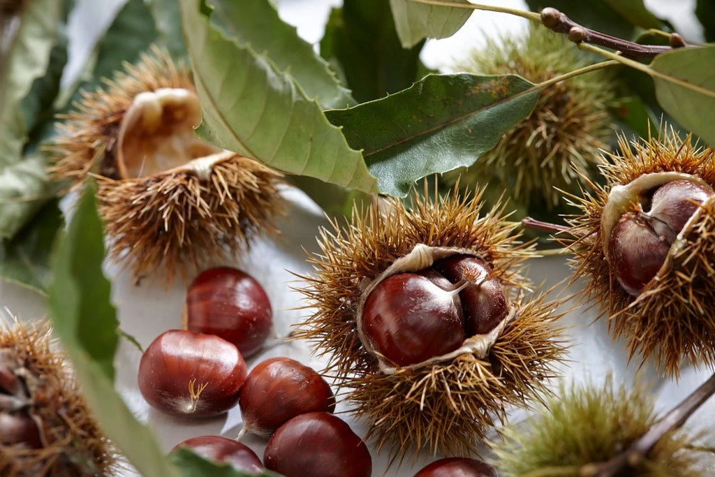 Tamme Kastanje Als Halfstam (Castanea Sativa) - Afbeelding 3