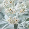 Vlinderstruik (Buddleja 'Silver Anniversary')