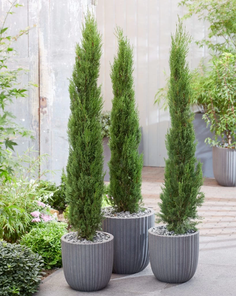 Italiaanse Cypres (Cupressus Sempervirens 'Stricta') - Afbeelding 9