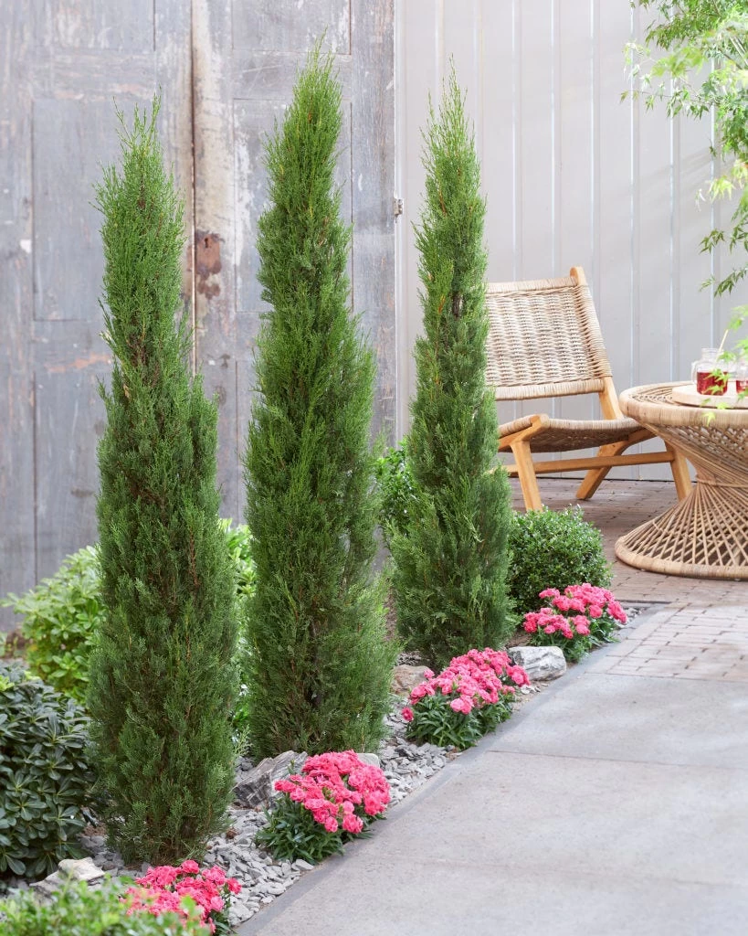 Italiaanse Cypres (Cupressus Sempervirens 'Stricta') - Afbeelding 7