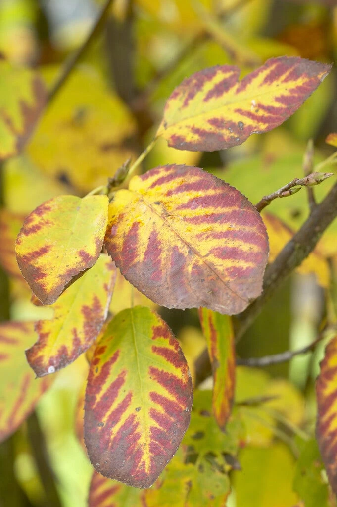 Dwerg Krentenboompje (Amelanchier Spicata) - Afbeelding 3