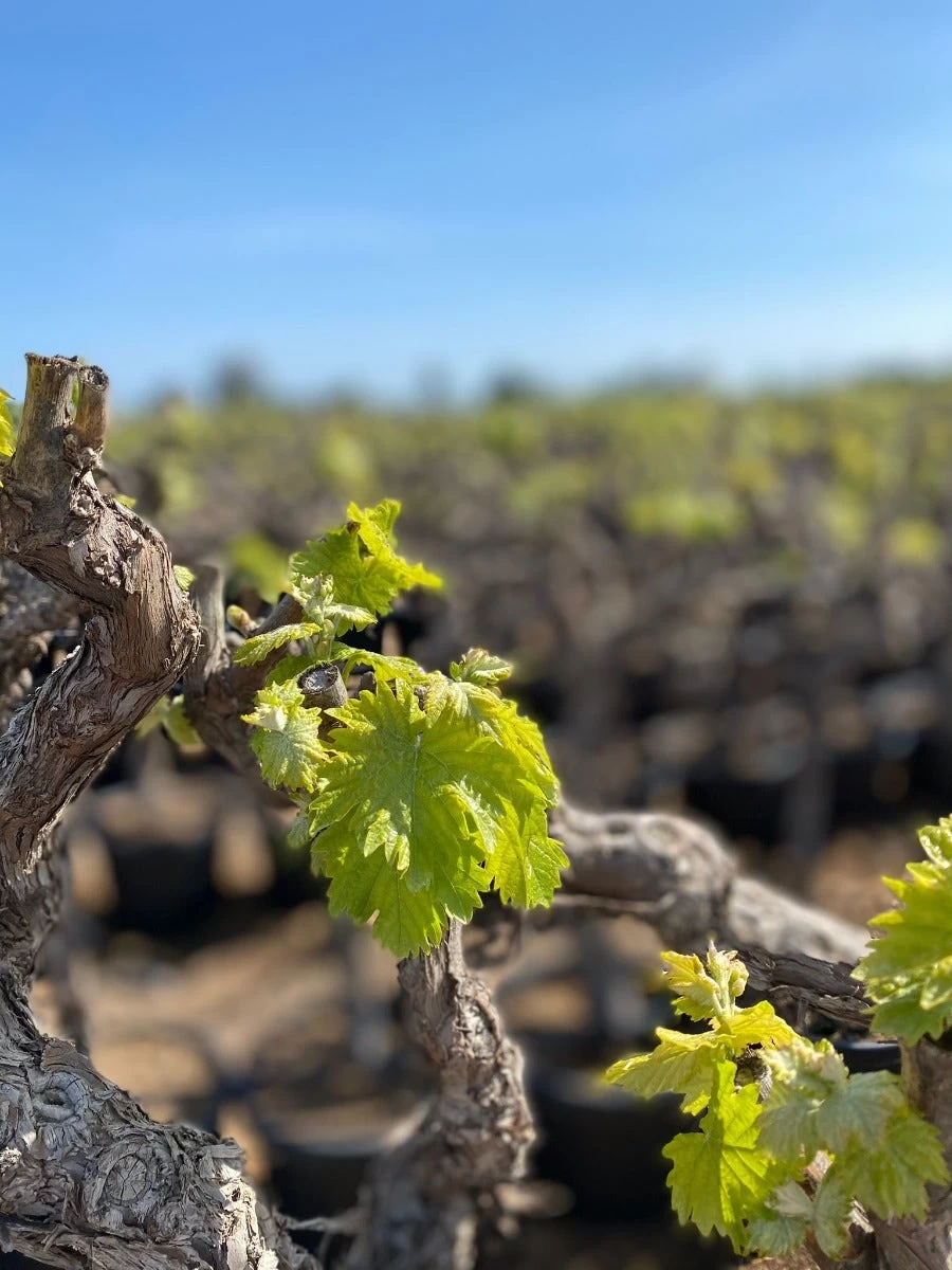 Druif, Op Stam (Vitis Vinifera) - Afbeelding 2